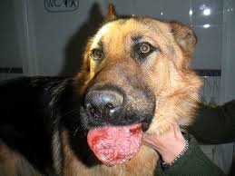 Pericolo per il cane, la processionaria del pino. 5 download