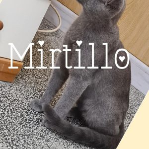 MIRTILLO